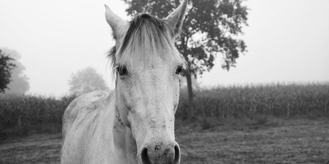 Dem Tierhalter aus Hefenhofen sollen noch 3000 Franken gezahlt werden – der Erlös aus dem Verkauf seiner Pferde. Darüber müssen aber noch die kantonalen Instanzen entscheiden. (Symbolbild Pixabay)