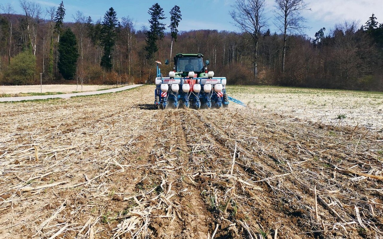 Dieselbe Fläche im Frühling: In den abgefrorenen Bestand werden Zuckerrüben gesät.