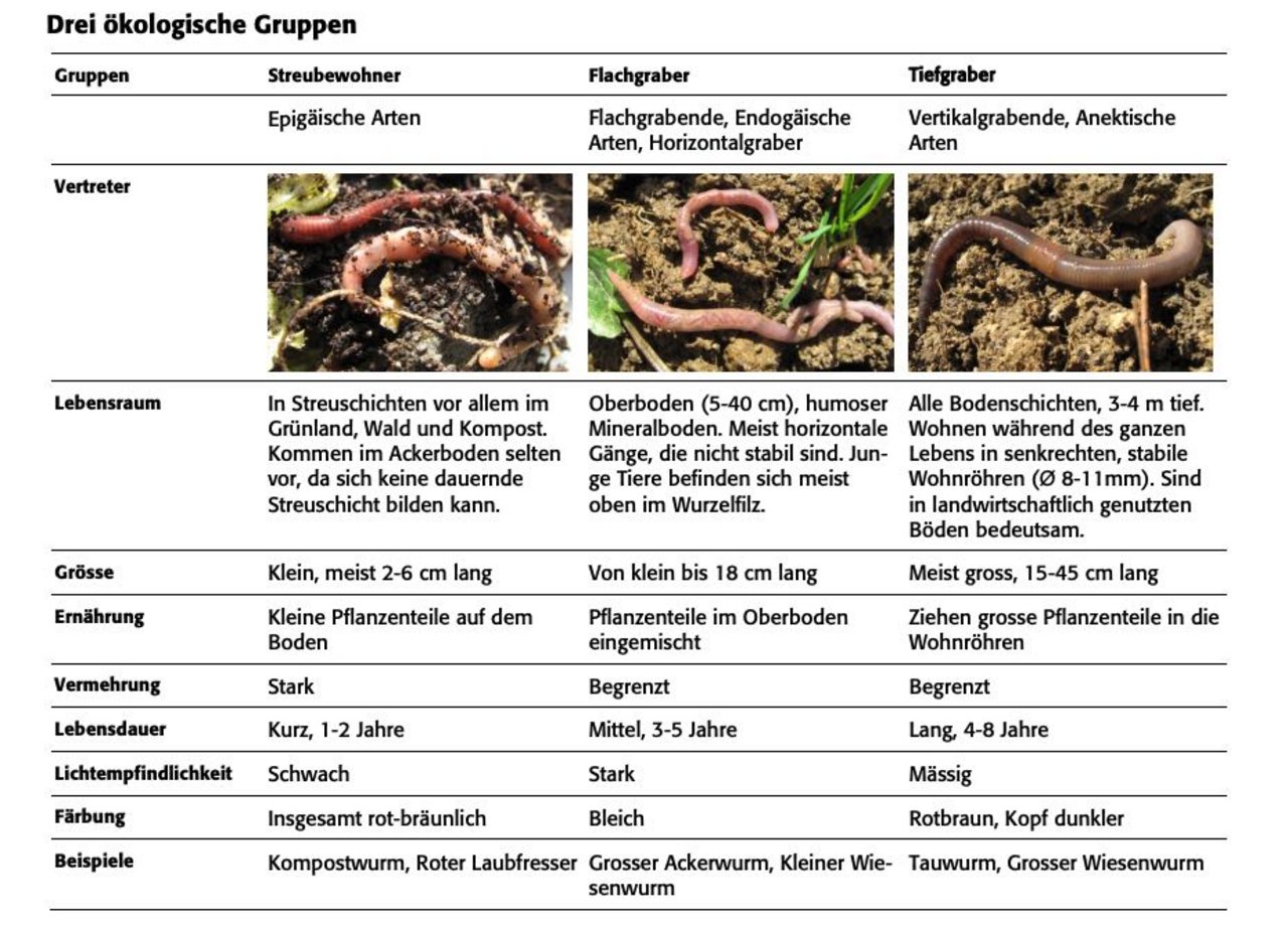 Es werden drei Gruppen von Regenwürmern unterschieden, anders leben, arbeiten und aussehen. (Bild FiBL-Merkblatt)
