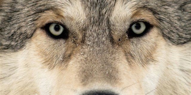Kanton Zürich bereitet sich auf den Wolf vor. Mit einem Herdenschutzbeauftragten und Ausbildungskursen für die Landwirte. 