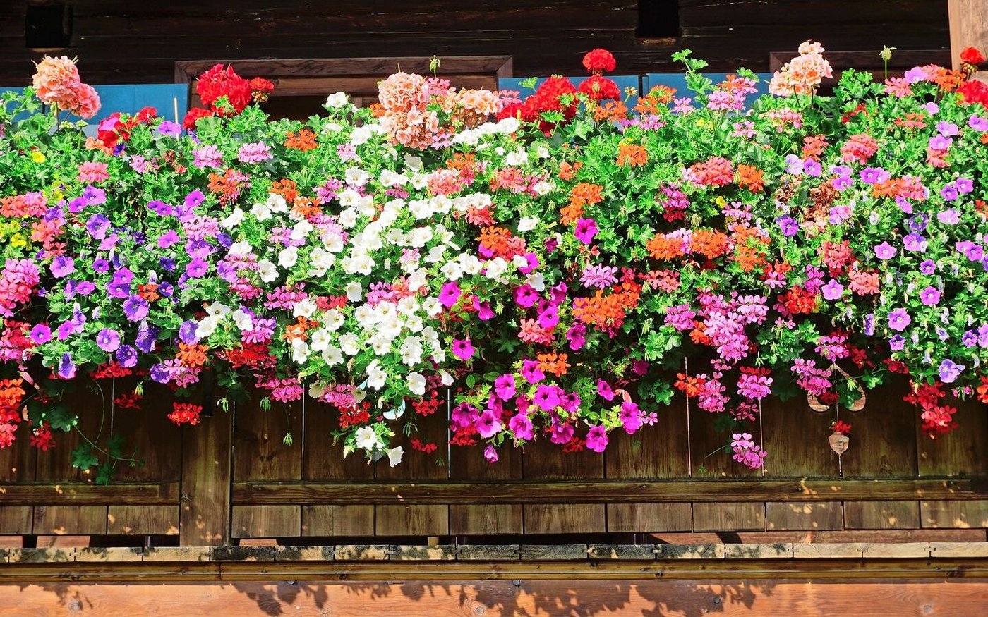 Üppig: Geranien und Petunien zusammen in Balkonkistchen gepflanzt. Neue Sorten eignen sich auch fürs Beet.