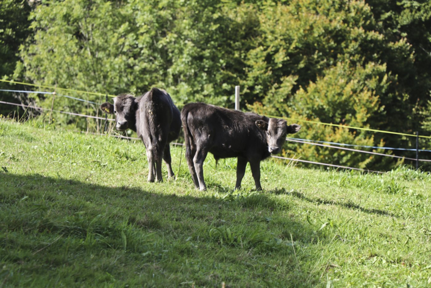 Noch etwas misstrauisch blicken die beiden Dahomey-Kälber Merlin und Lars den Besuchern entgegen.