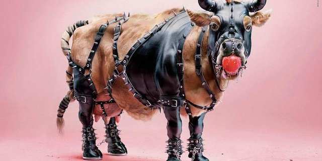 Mit dem Sujet einer Kuh im Sado-maso-Kostüm will die Organisation darauf hinweisen, dass Tiere im Gegensatz zu Menschen nie die Möglichkeit haben, ihre Einwilligung in eine quälerische Handlung zu geben. (Bilder zVg)