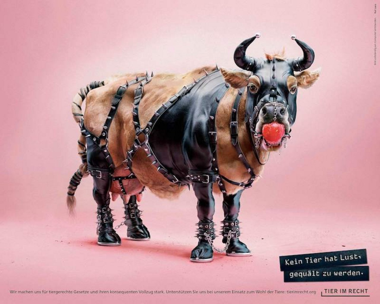 Mit dem Sujet einer Kuh im Sado-maso-Kostüm will die Organisation darauf hinweisen, dass Tiere im Gegensatz zu Menschen nie die Möglichkeit haben, ihre Einwilligung in eine quälerische Handlung zu geben. (Bilder zVg)