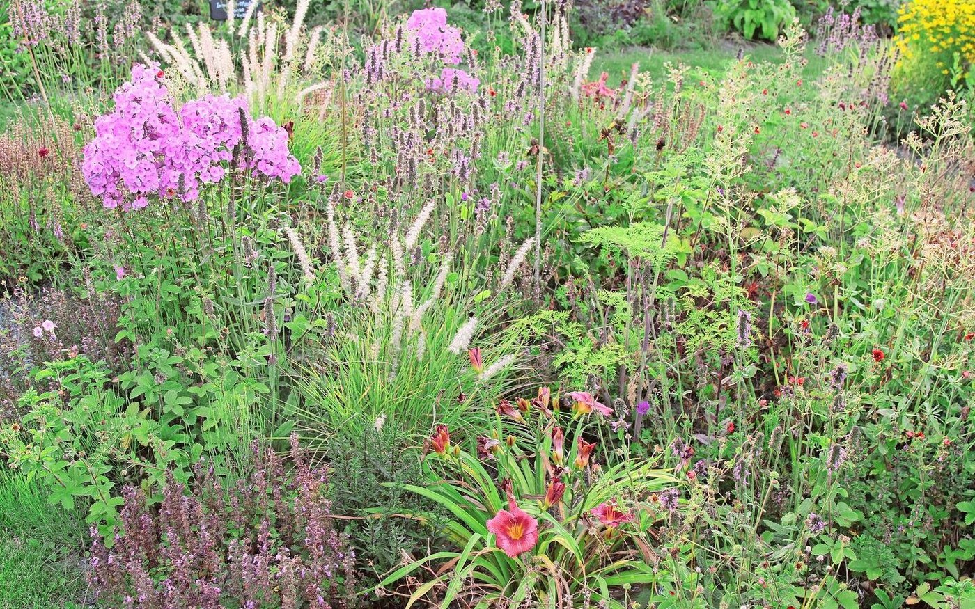 Eine von Daniel Labharts Staudenmischungen, bei der die Pflanzen nach Farben, Höhe, Wuchs- und Blütezeiten aufeinander abgestimmt sind. So blüht vom zeitigen Frühjahr bis in den Spätherbst immer etwas im Beet. 