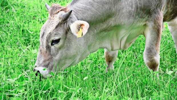 PFAS können durch Boden, Wasser, Futtermittel oder auch Verpackungen in Lebensmittel gelangen. Klärschlamm steht im Verdacht, diffuse Belastungen landwirtschaftlicher Flächen verursacht zu haben.