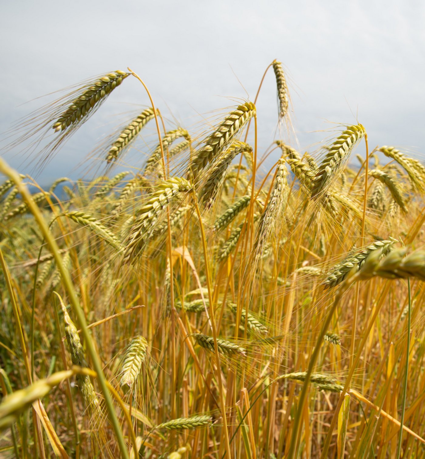 Emmer auf dem Feld. (Bild zVg)