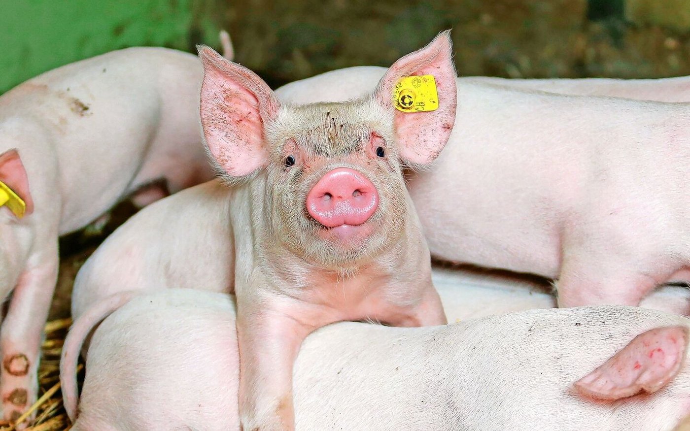 Für kostendeckende Ferkel- und Schlachtschweinepreise soll das Produktions-niveau auf dem aktuellen Niveau gehalten werden. 