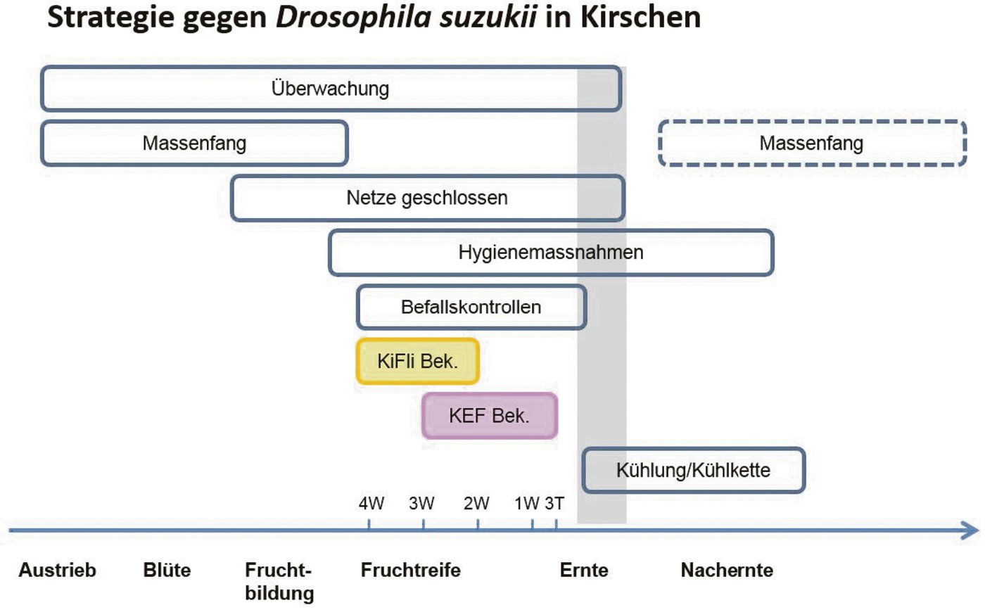 Mit Abwehrmassnahmen wird die Population der Kirschessigfliege möglichst klein gehalten. Dazu gehören u. a. die Überwachung, Hygiene und wenn notwendig eine Insektizidbehandlung. (Bild Agroscope)