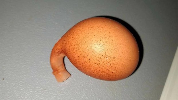 So ein Ei, lag heuer bei Familie Kneubühler im Hühnerstall. (Bild Eveline Kneubühler)