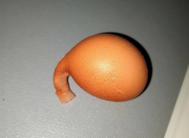 So ein Ei, lag heuer bei Familie Kneubühler im Hühnerstall. (Bild Eveline Kneubühler)