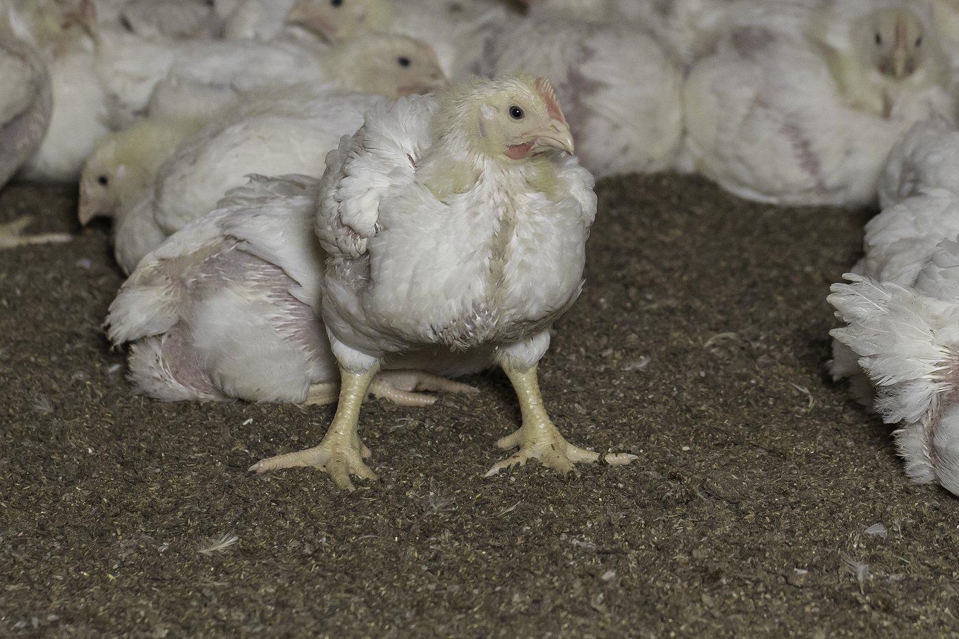 Ethisch fragwürdig: Das ökonomisch genutzte Tier wird in den Augen vieler Menschen als Betriebsmittel, und nicht als emotionales Lebewesen betrachtet. (Bild Peter Roethlisberger)