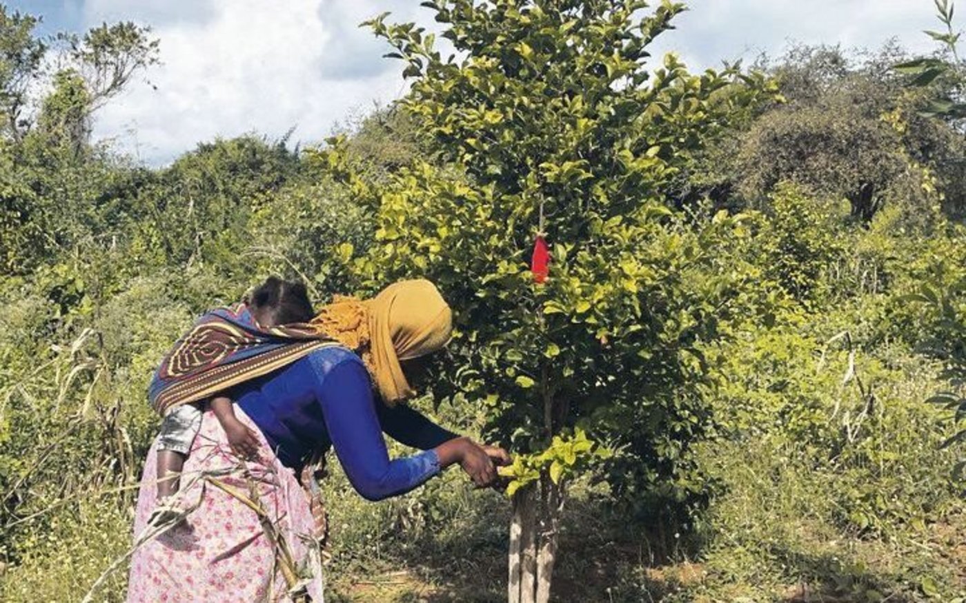 Durch den Schnitt der Kaffeesträucher kann deren Ertrag erhöht werden. Diese seltene Kaffeesorte wächst seit der Kolonialzeit auf der Insel. 
