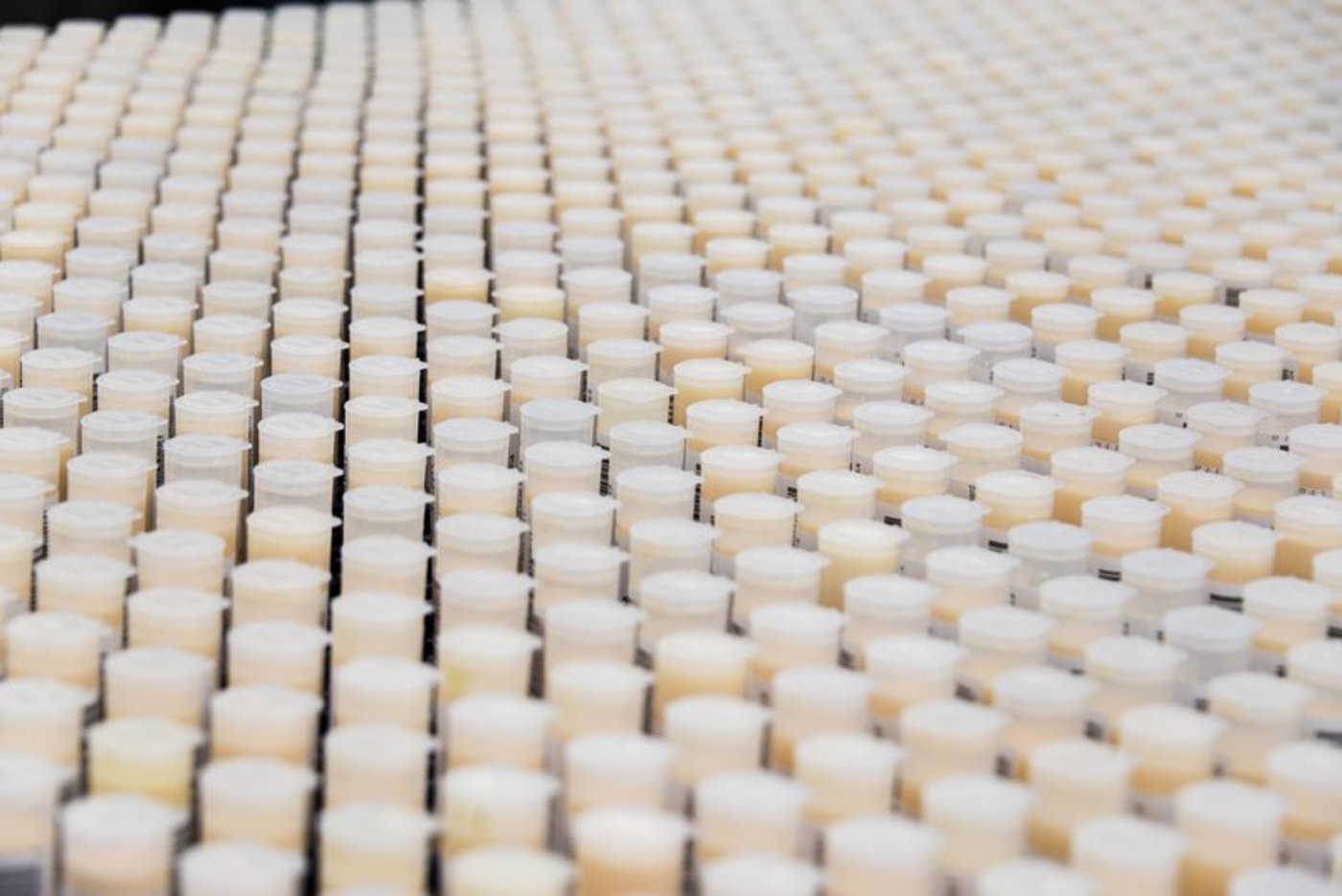 Der Bund beteiligt sich an den Laborkosten für die MIlchprüfung, aber die Beiträge dafür sind gesenkt worden. Das treibt die Restkosten für Produzenten und Verwerter in die Höhe. (Bild BauZ)