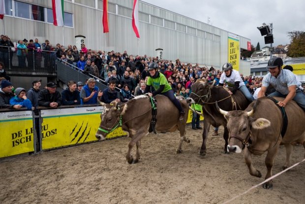 Die rasenden Kühe sind jedes Jahr ein Publikumsmagnet an der Olma, der Messe für Landwirtschaft und Ernährung in St. Gallen. (Bild Michel Huwiler)