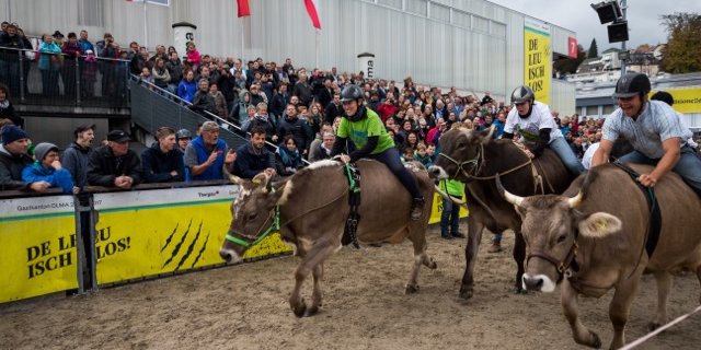 Die rasenden Kühe sind jedes Jahr ein Publikumsmagnet an der Olma, der Messe für Landwirtschaft und Ernährung in St. Gallen. (Bild Michel Huwiler)