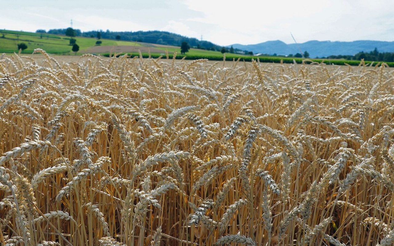 Dieses Jahr ist alles früher. Bald beginnt die Getreideernte. Die Aussichten für eine gute Ernte sind zurzeit gegeben. 