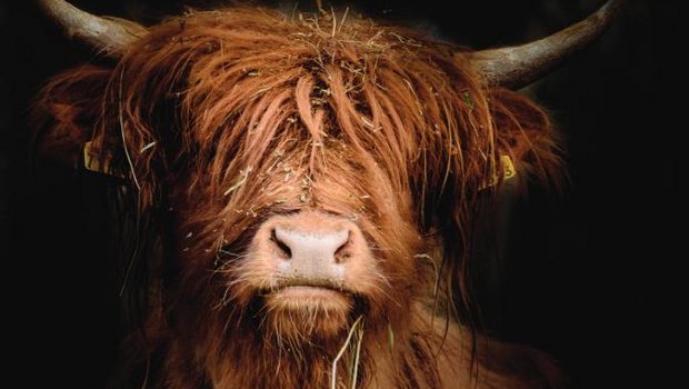 In Wichtrach werden die schönsten schottischen Hochlandrinder gekürt. (Bild highlandcattle.ch)
