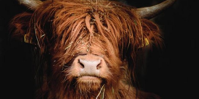 In Wichtrach werden die schönsten schottischen Hochlandrinder gekürt. (Bild highlandcattle.ch)