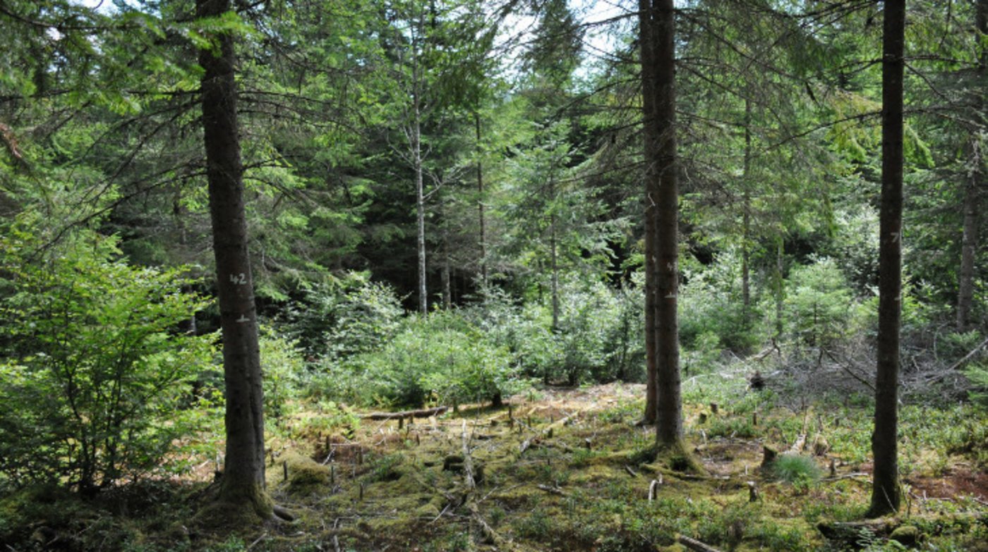 Die Resultate des 30-jährigen Experiments zeigen, dass ein weniger dicht gewachsener Wald besser mit Trockenheit umgehen kann. (Bild Alessandra Bottero)