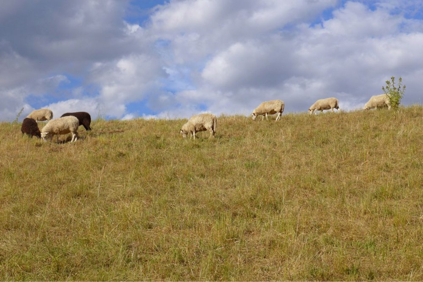 Diese Weide bei Hallwil AG sieht nicht gut aus: Ein mehrere Tage langer Landregen wäre nötig, damit sich die Pflanzen wieder erholen können.