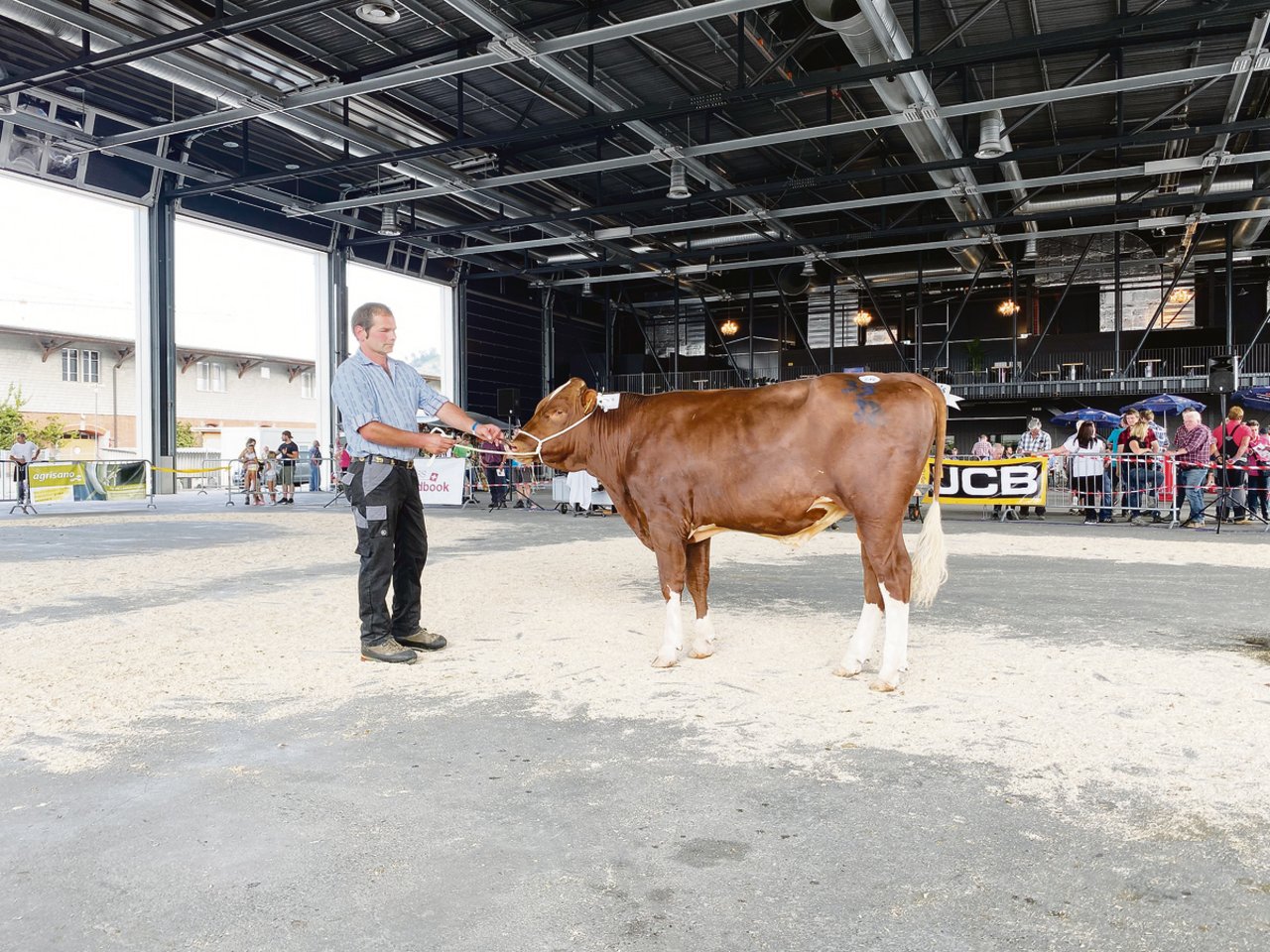 Stalone aus dem Stall von Gottfried Amport, Bretzwil, wird Mister bei den Swiss-Fleckvieh-Stieren. (Bild BauZ/ lja)