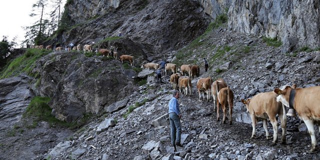 Der Weg auf die Engsligenalp ist steil und mühsam.
