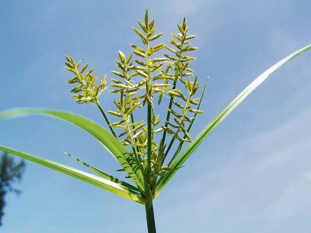 Wie erkenne ich Erdmandelgras? Die Blüte des Grases ist unverkennbar. (Bild Agroscope)