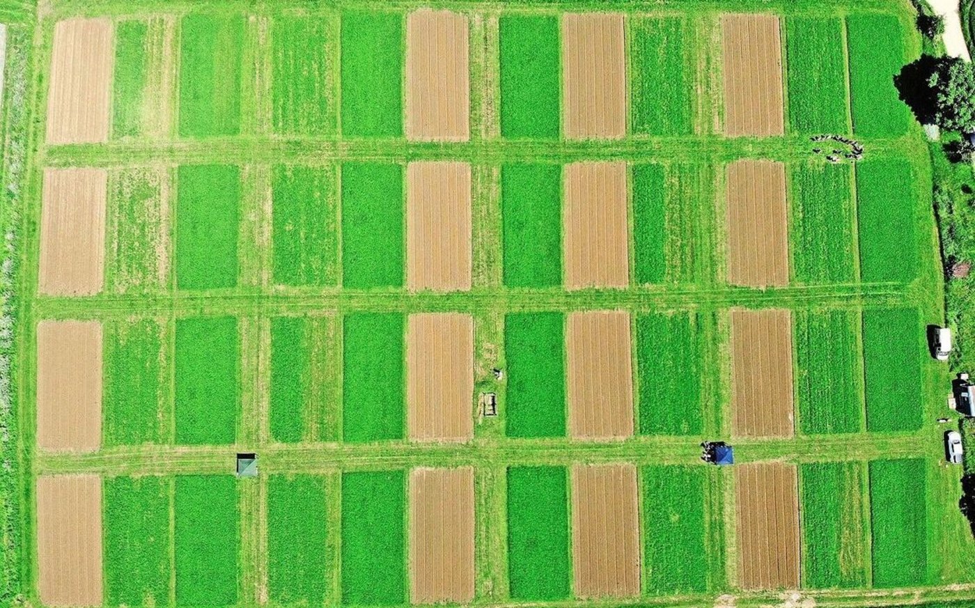 Auf 96 Einzelparzellen à 100 m2 wächst eine siebenjährige Fruchtfolge, die zeitlich versetzt auf drei parallelen Schlägen rotiert.