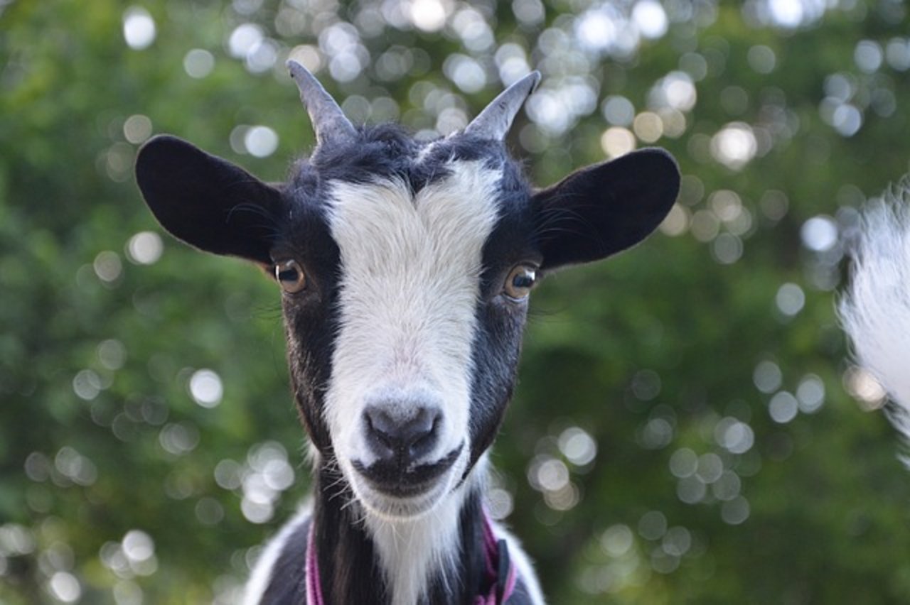 Neben dem bereits fertiggestellten Impfleitfaden für Schweine soll auch einer für Rinder, Schafe und Ziegen erarbeitet werden. (Bild Pixabay)