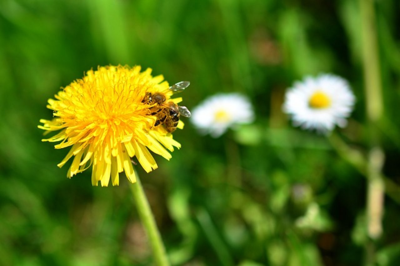 Gute Nachrichten für Bienen. (Bild Pixabay)
