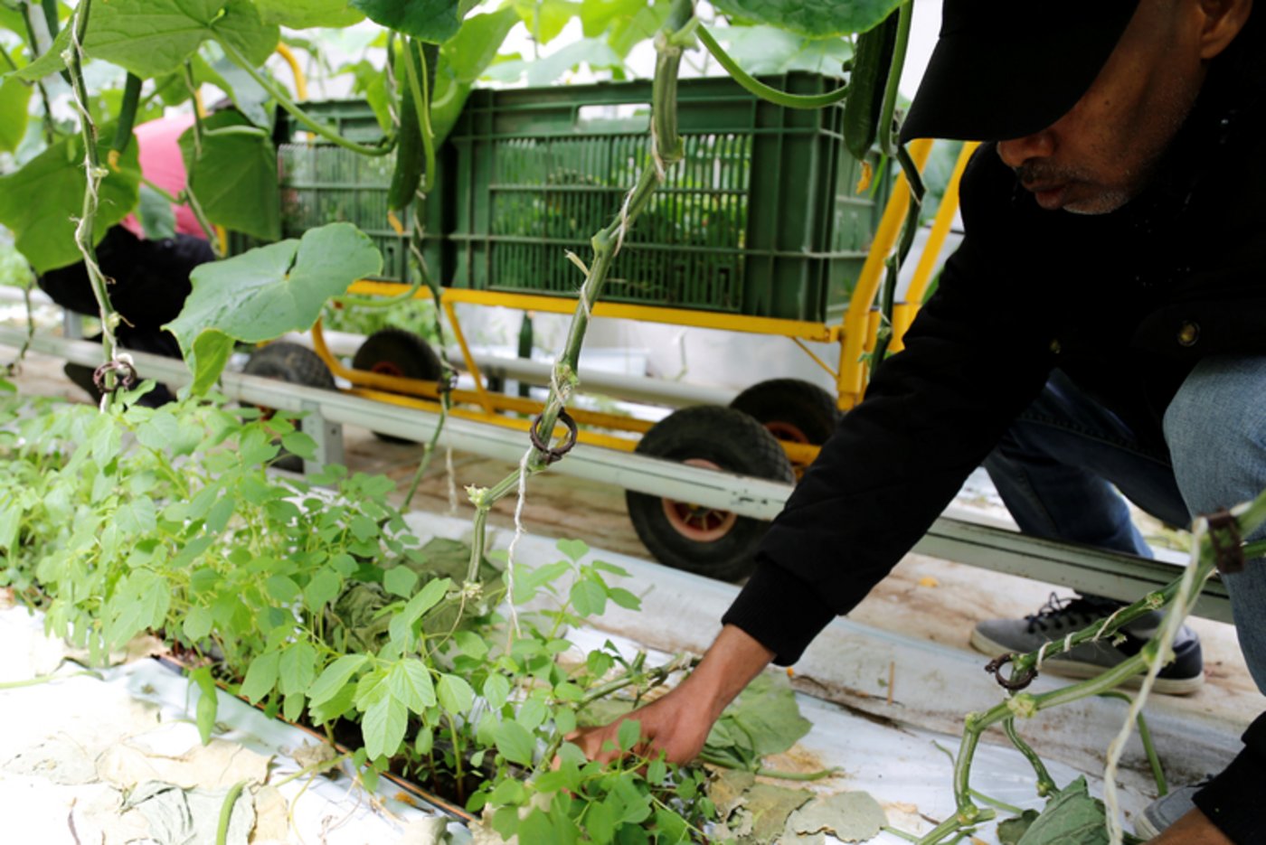 Assan Mohammed mag besonders das Klima aber auch die Arbeit im Gewächshaus.