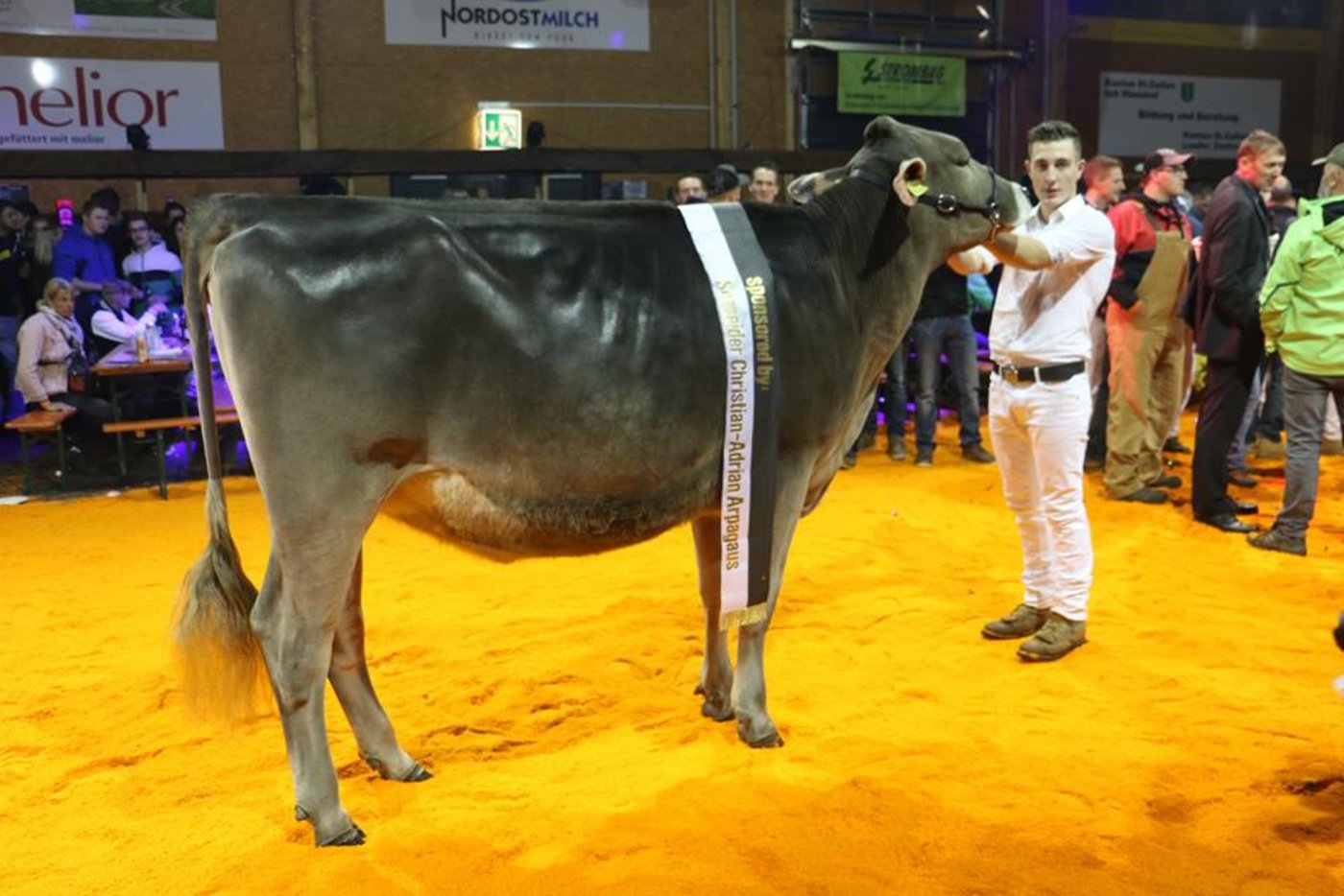 Christian Oswald aus dem bernischen Ursenbach präsentiert Champion Big Star Bristel.