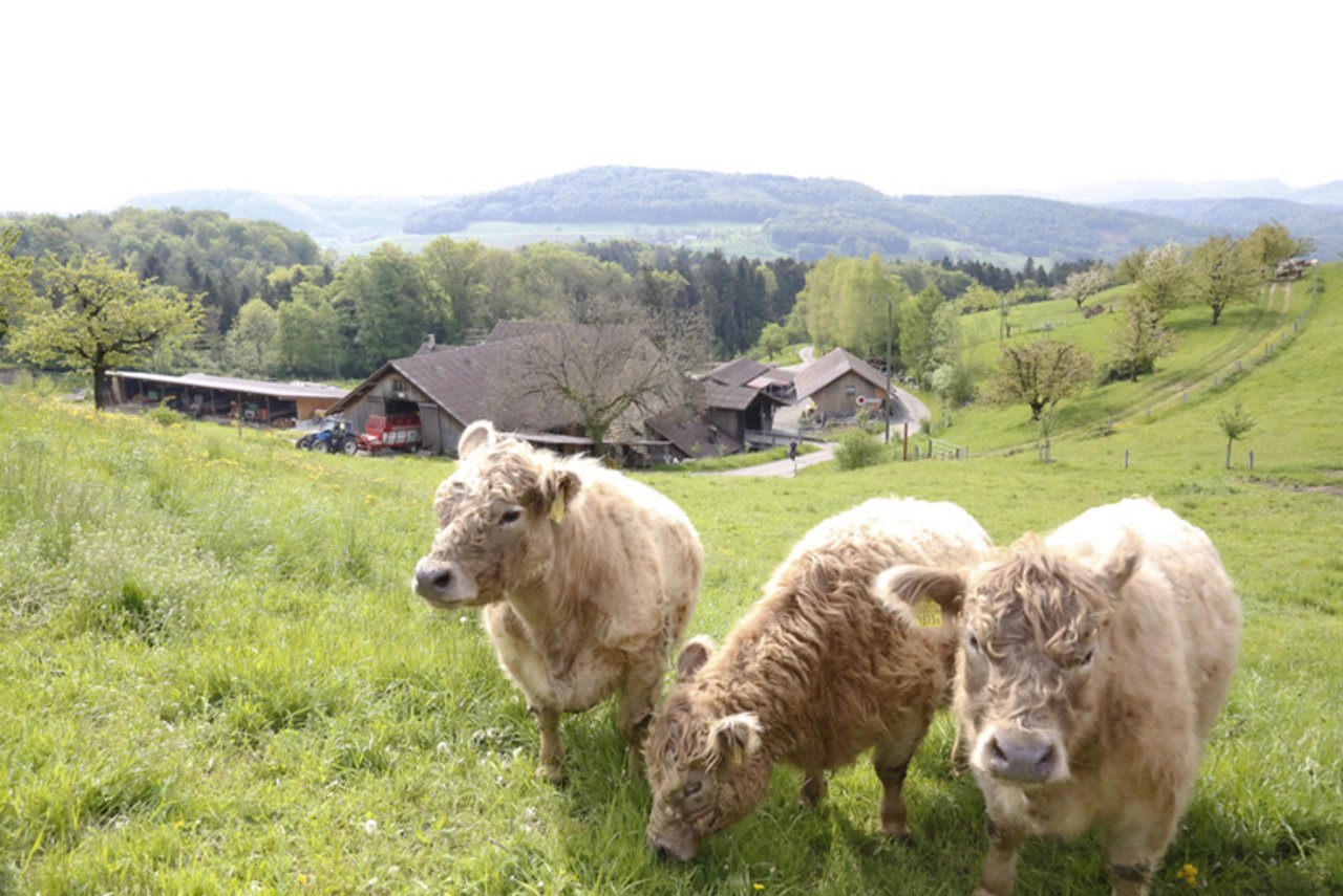 Der Hof Baregg liegt auf knapp 600 M.ü.M. und ist eingebettet in die Jura-Landschaft.