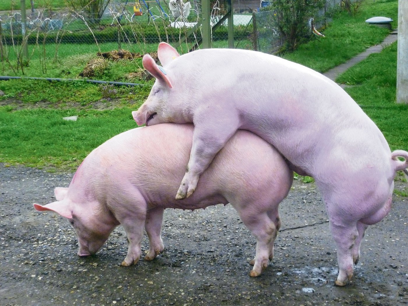 Schweizer Deckeber haben es nicht einfach. Die Nachfrage nach ihnen ist stark zurückgegangen. Das hat zur Folge, dass auch die Anzahl der Eberbetriebe abnimmt. (Bild Suisag)