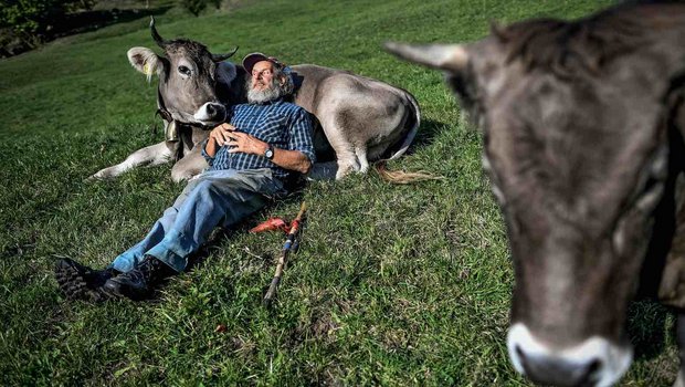 Capaul setzt sich für Hornkühe ein. (Bild © Swiss Press Photo - Fabrice Coffrini)