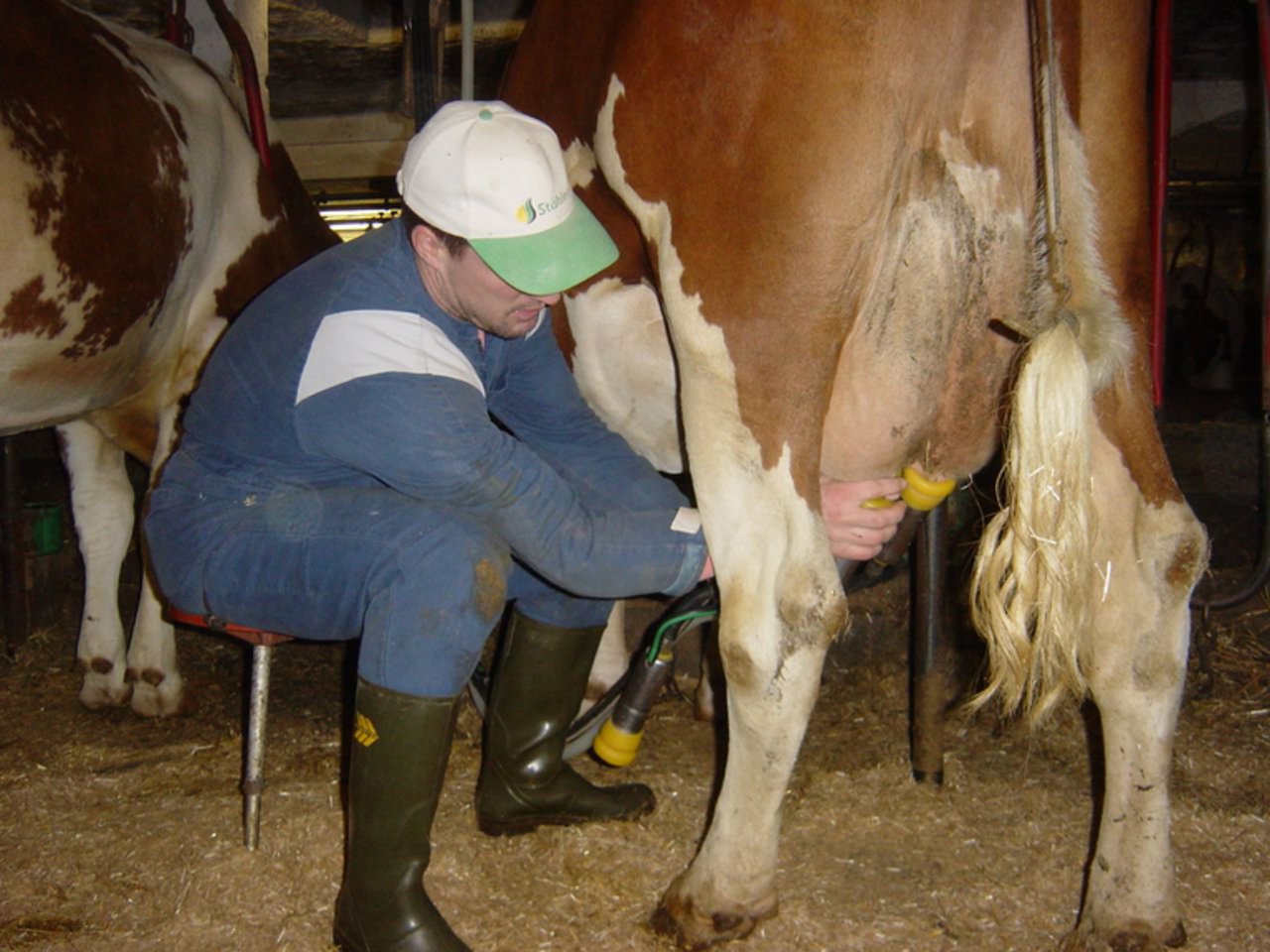 Die Anzahl Milchbauern sank im letzten Jahr um 778 auf 20'987. (lid)