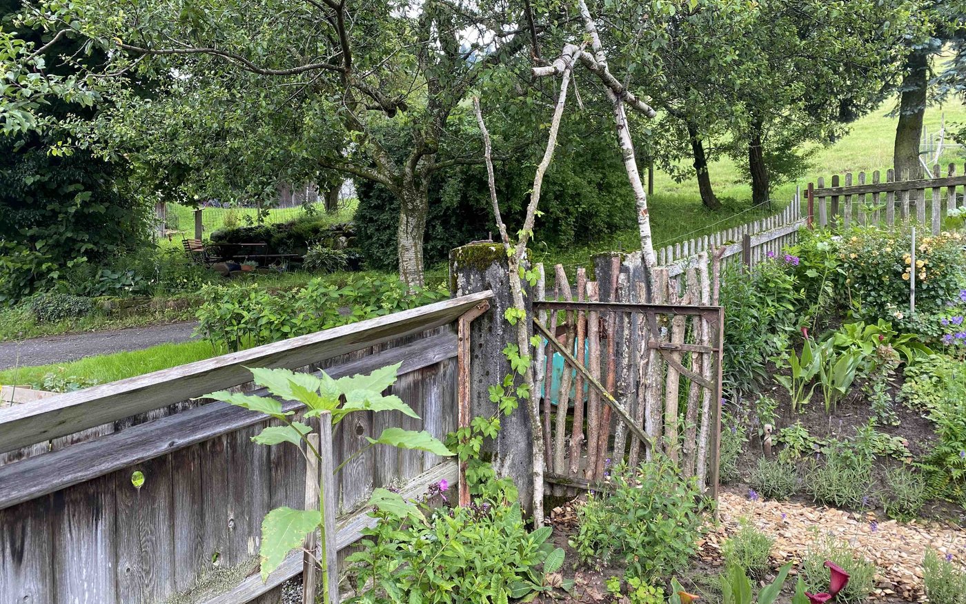 Am Eingang des Gartens steht ein alter Mirabellenbaum, der zuverlässig Früchte liefert. 