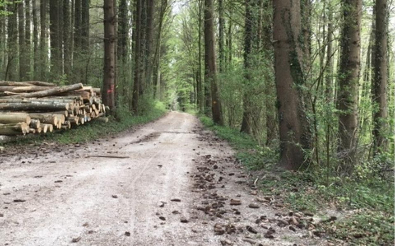 In Schweizer Wäldern hat es aus verschiednen Gründen im Moment mehr Holz, als der Markt nachfragt. (Bild jsc)