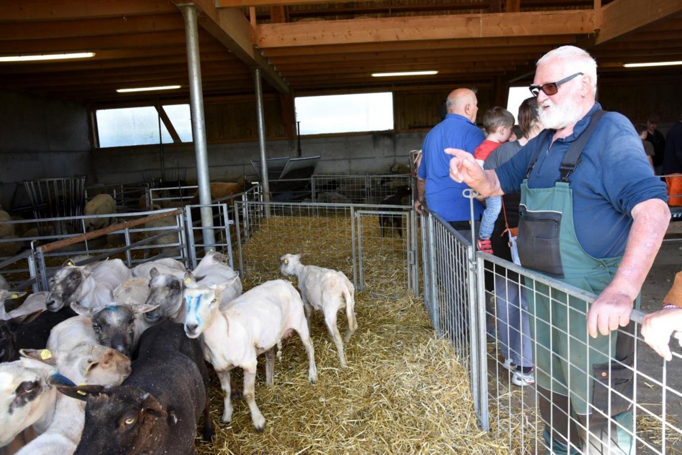 Hansruedi Brunner zählt die Schafe im Gehege, dass auch ja keines fehlt.