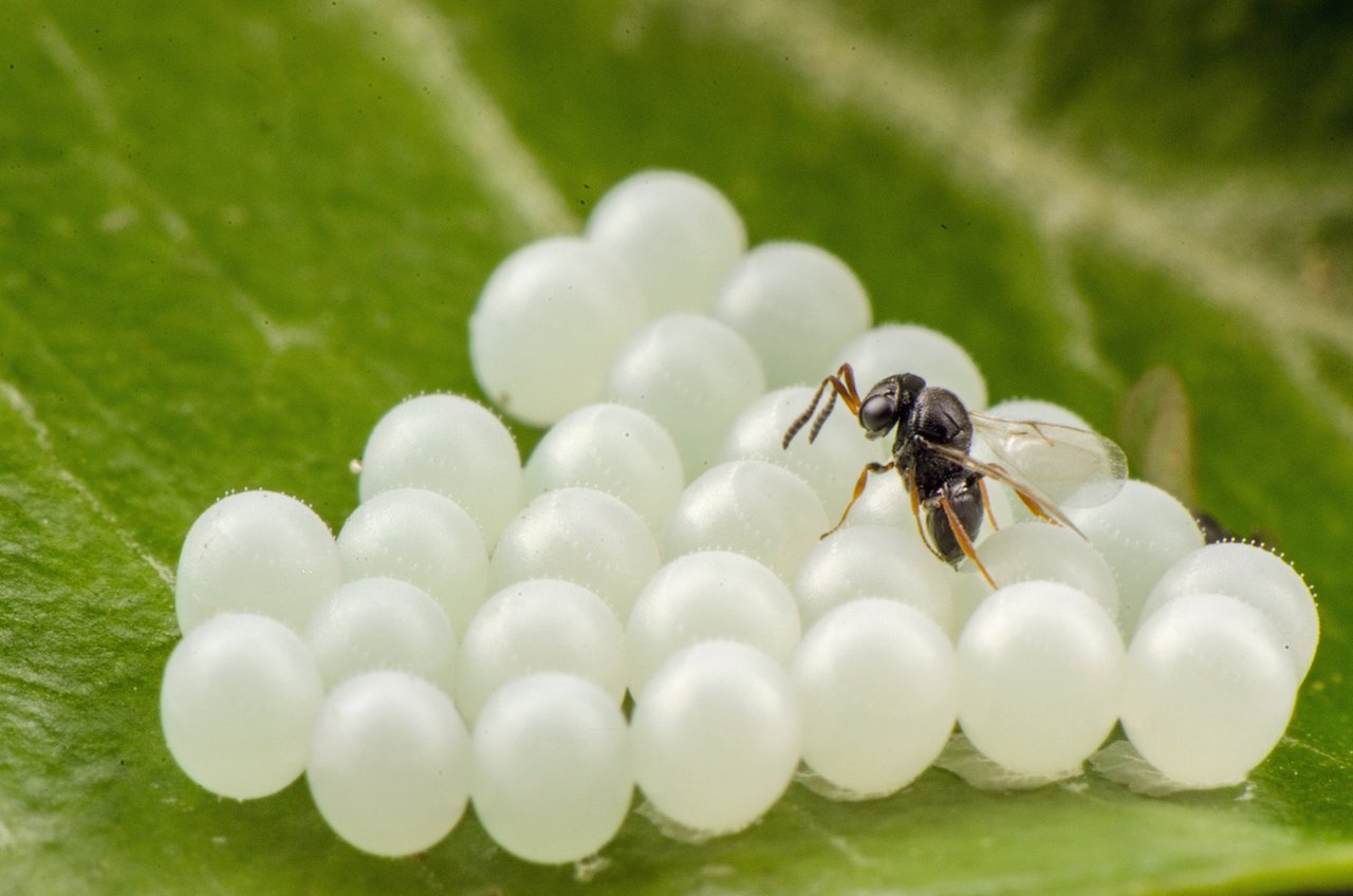 Die Samuraiwespe parasitiert die Eier der Marmorierten Baumwanze. (Bild Tim Haye, CABI) 