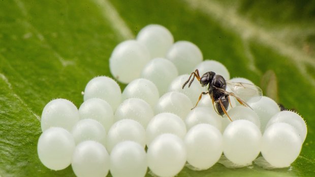 Die Samuraiwespe parasitiert die Eier der Marmorierten Baumwanze. (Bild Tim Haye, CABI) 