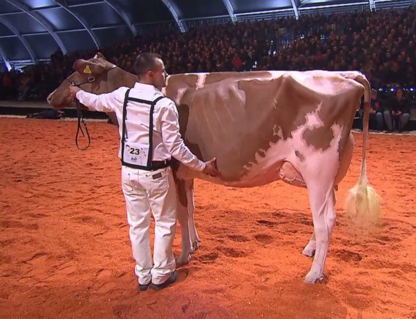 Junior Champion: Ptit Coeur Lotus Barbalala von Roger Frossward, Les Pommerats, Schweiz. (Bilder pf)