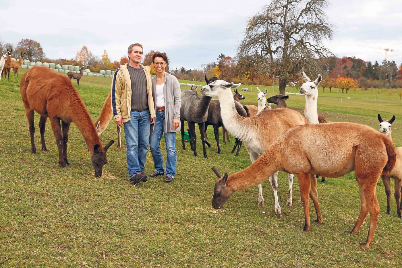 Lamas bleiben stets ein wenig scheu. Mit Futter angelockt, ergibt sich doch das passende Bild: Stefan Oehen und  Bernadette Rüttimann inmitten ihrer Lamaherde. (Bild Erika Rebsamen)