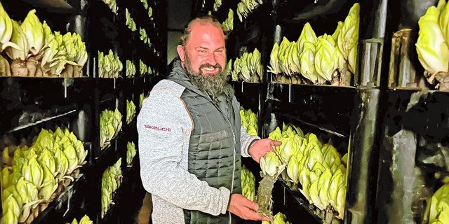 Urban Kobelt kann das ganze Jahr über Chicorée liefern, denn die Chicoréewurzeln kommen gestaffelt in den Treibraum. Dort treiben die Zapfen in vollkommener Dunkelheit heran, sodass die Blätter nicht grün werden. 