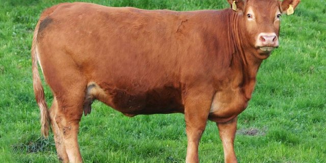 Als Vaterrasse seien Limousin gut geeignet, heisst es bei Mutterkuh Schweiz. (Bild Mutterkuh Schweiz)