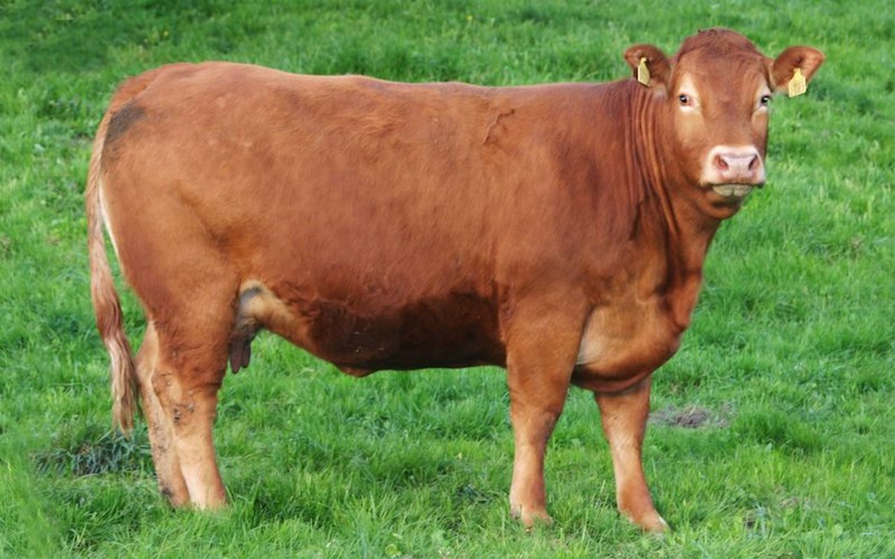 Als Vaterrasse seien Limousin gut geeignet, heisst es bei Mutterkuh Schweiz. (Bild Mutterkuh Schweiz)