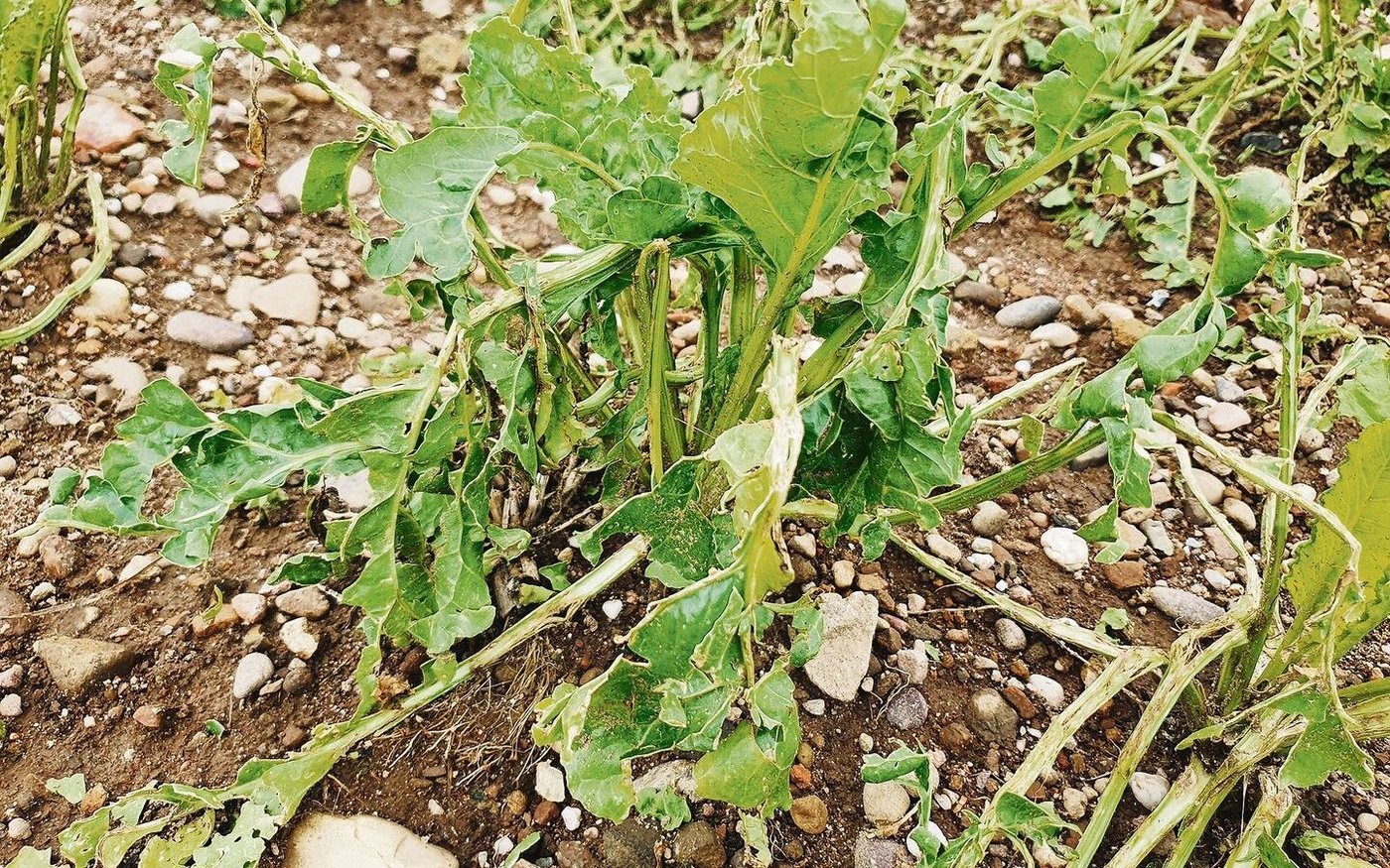 Landwirt(innen), deren Kulturen 2021 von einem schweren Hagelschlag getroffen wurden, haben eine Entschädigung durch ihre Versicherung erhalten. 