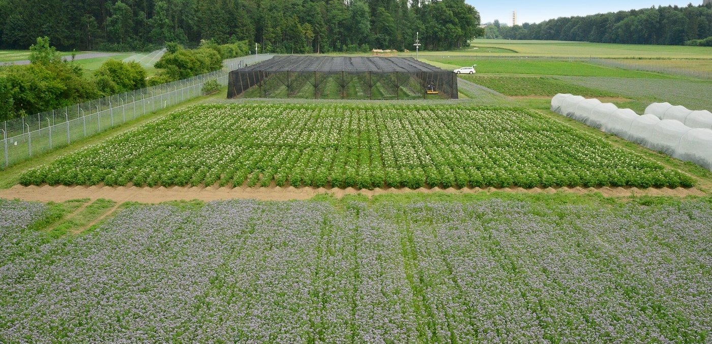 Für die Versuche gelten strenge Auflagen, damit die GVP das Versuchsfeld nicht verlassen. (Bild Agroscope/Waldburger M.)