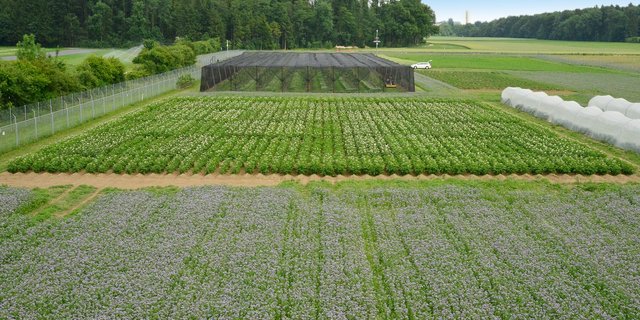 Für die Versuche gelten strenge Auflagen, damit die GVP das Versuchsfeld nicht verlassen. (Bild Agroscope/Waldburger M.)